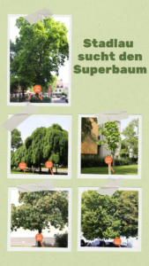 GB_Superbaum